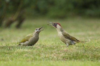 Green woodpecker (Picus viridis) adult bird and juvenile young bird two birds calling on a garden