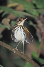 Streak-chested Antpitta Hylopezus perspicillatus Carara Biological Reserve, COSTA RICA March Adult