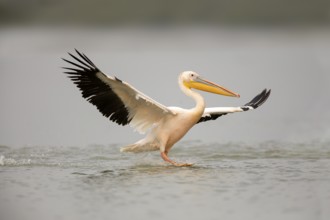 Great White Pelican (Pelecanus onocrotalus) flying, Ethiopia
