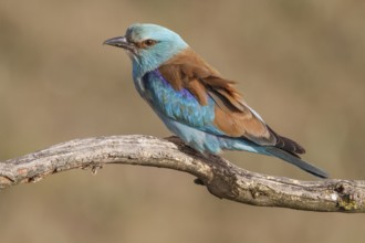 European Roller (Coracias garrulus), perched on a branch, Castile-La Mancha