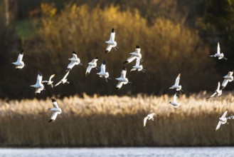Pied Avocet, Recurvirostra avosetta, birds in flight over winter marshes