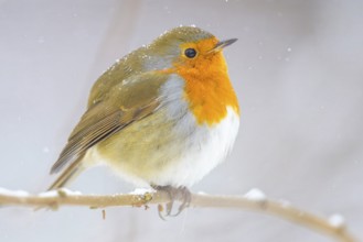 A robin (Erithacus rubecula) sits on a snow-covered branch and looks into the distance,