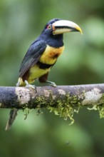 Black-necked Aracari (Pteroglossus aracari) perched on a branch, Pichincha, Ecuador