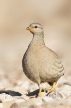 Sand Partridge (Ammoperdix heyi) female, Eilat, Israel