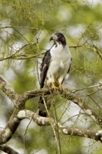 Grey-headed Kite (Leptodon cayanensis)