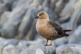 South Polar Skua (Stercorarius maccormicki) light morph, Gondwana (German Base), Antarctica