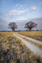Road, track between yellow dry grass leads to baobabs, Nxai Pan National Park, Botswana
