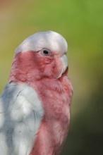 Galah (Eolophus roseicapilla) (Cacatua roseicapilla), captive, occurring in Australia
