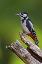 Great spotted woodpecker (Dendrocopos major) Picoides major, Pic Èpeiche, Pico Picapinos, forest,