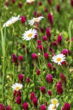 Flowering meadow with daisies (Leucanthemum) and incarnate clover (Trifolium incarnatum) in bloom,