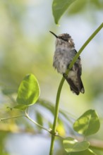 Bee Hummingbird (Mellisuga helenae) perched on a branch in Cuba