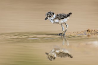 Spur-winged Lapwing (Vanellus spinosus) chick foraging, Eilat Israel
