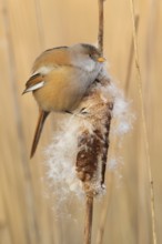 Bearded Reedling (Panurus biarmicus) female, Saxony, Germany
