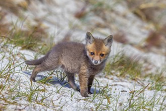Young red fox (Vulpes vulpes) kit / cub near burrow / den in the sand dunes along the coast in