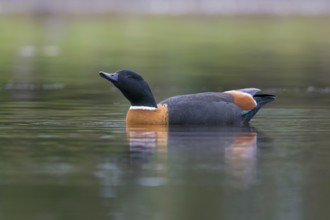 Australian Shelduck (Tadorna tadornoides) male displaying, Victoria, Australia