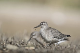 Red Knot (Calidris canutus) foraging, Mecklenburg-Western Pomerania, Germany