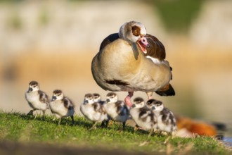 Egyptian goose (Alopochen aegyptiaca) mother with her chicks on a meadow at the shore of a lake,