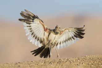 Greater Hoopoe-Lark (Alaemon alaudipes) juvenile flying, Eilat, Israel