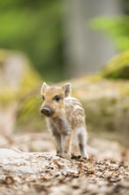 Wild boar (Sus scrofa) piglet standing in a forest, Bavaria, Germany
