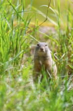 European ground squirrel (Spermophilus citellus) on a meadwo, Bavaria, Germany