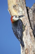 Jamaican Woodpecker Melanerpes radiolatus Montego Bay, JAMAICA April Adult Female Picidae