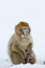 Barbary macaque or magot (Macaca sylvanus), young animal sitting in the snow and eating, winter,