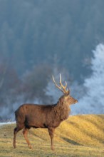 A Japanese sika deer stag (Cervus nippon nippon) stands on a meadow covered with hoarfrost in hilly