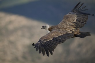A Griffon Vulture soars over the rugged landscapes of Alicante, Spain, displaying its impressive