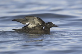 White-winged Scoter (Melanitta deglandi) female, British Columbia, Canada