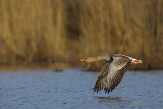 Greylag goose, Anser Anser, flight photo, lateral, Wagbachniederung, Wagh‰usl, Baden-W¸rttemberg,