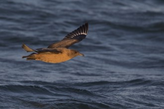 Great Skua (Stercorarius skua) flying, North Sea, Germany