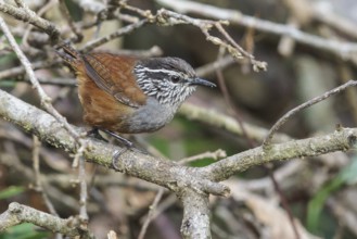 Gray-breasted Wood Wren (Henicorhina leucophrys) perched on a branch in Costa Rica