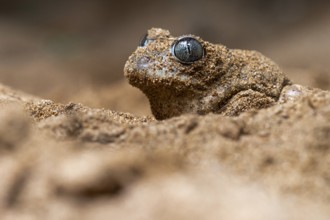 Close-up of a common spadefoot toad, Pelobates cultripes, camouflaged in a sandy environment The