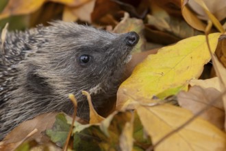 European hedgehog (Erinaceus europaeus) adult animal emerging from a pile of fallen autumn leaves