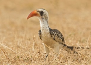 Western Red-billed Hornbill (Tockus kempi), Gambia
