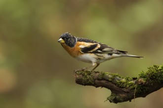 Brambling (Fringilla montifringilla) male, Utrecht, Netherlands