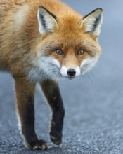 Red fox (Vulpes vulpes), hunting, winter fur, fallen game, looking for food on the road, portrait