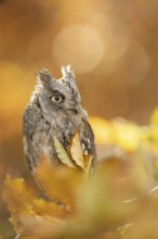 Eurasian Scops Owl (Otus scops) captive, Bavaria, Germany