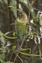 White-breasted Parakeet (Pyrrhura albipectus), Ecuador