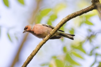 Male common chaffinch (Fringilla coelebs) sitting on a branch in spring forest with soft green