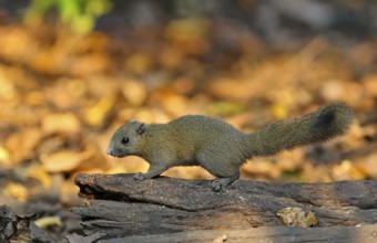 Grey-bellied Squirrel (Callosciurus caniceps) adult on fallen tree trunk, Kaeng Krachan National