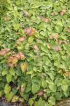 Elfenblunme (Epimedium × perralchicum 'Frohnleiten'), Merkel family, Sweden