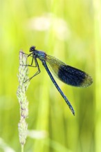 Animals, Insects, Dragonfly, Dragonflies, Banded demoiselle, Dewdrop, (Calopteryx splendens) Lower