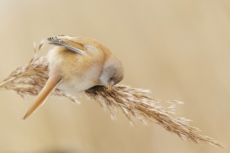 Bearded Reedling (Panurus biarmicus) female foraging, Saxony, Germany