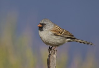 Black-chinned Sparrow (Spizella atrogularis), California, USA