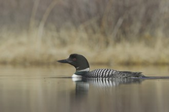 Great Northern Loon (Gavia immer), British Columbia, Canada