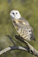 Western Barn Owl (Tyto alba), Arizona, USA