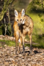 Maned wolf (Chrysocyon brachyurus) in a forest, captive, Germany