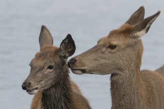 Red deer (Cervus elaphus) adult female parent animal and juvenile fawn interacting together,