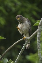 Roadside Hawk (Rupornis magnirostris), Madre de Dios, Peru